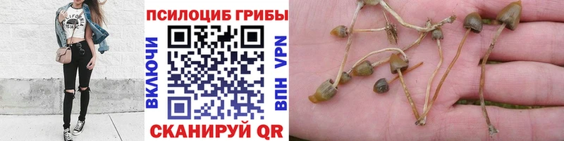 Галлюциногенные грибы ЛСД  где купить наркоту  hydra ССЫЛКА  Сычёвка 